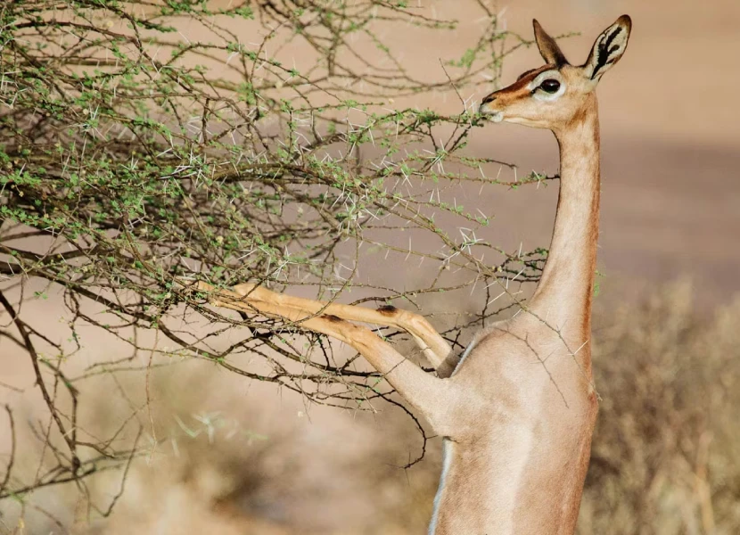 Samburu National Reserve Attractions