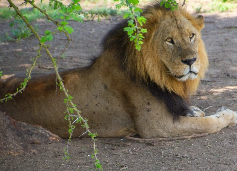 Lake Nakuru Wildlife