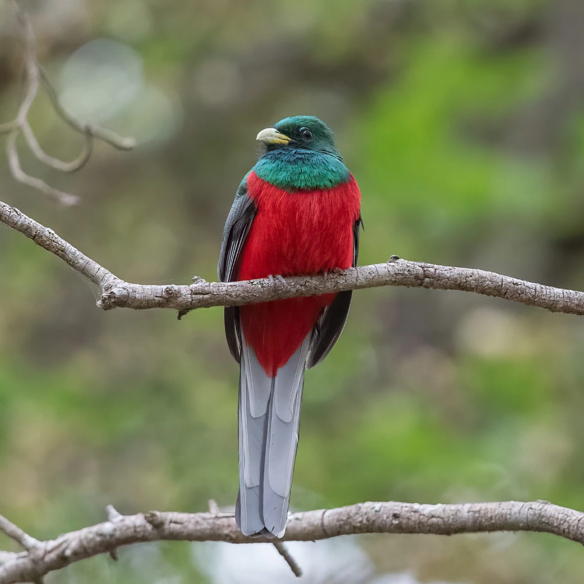 Aberdare National Park