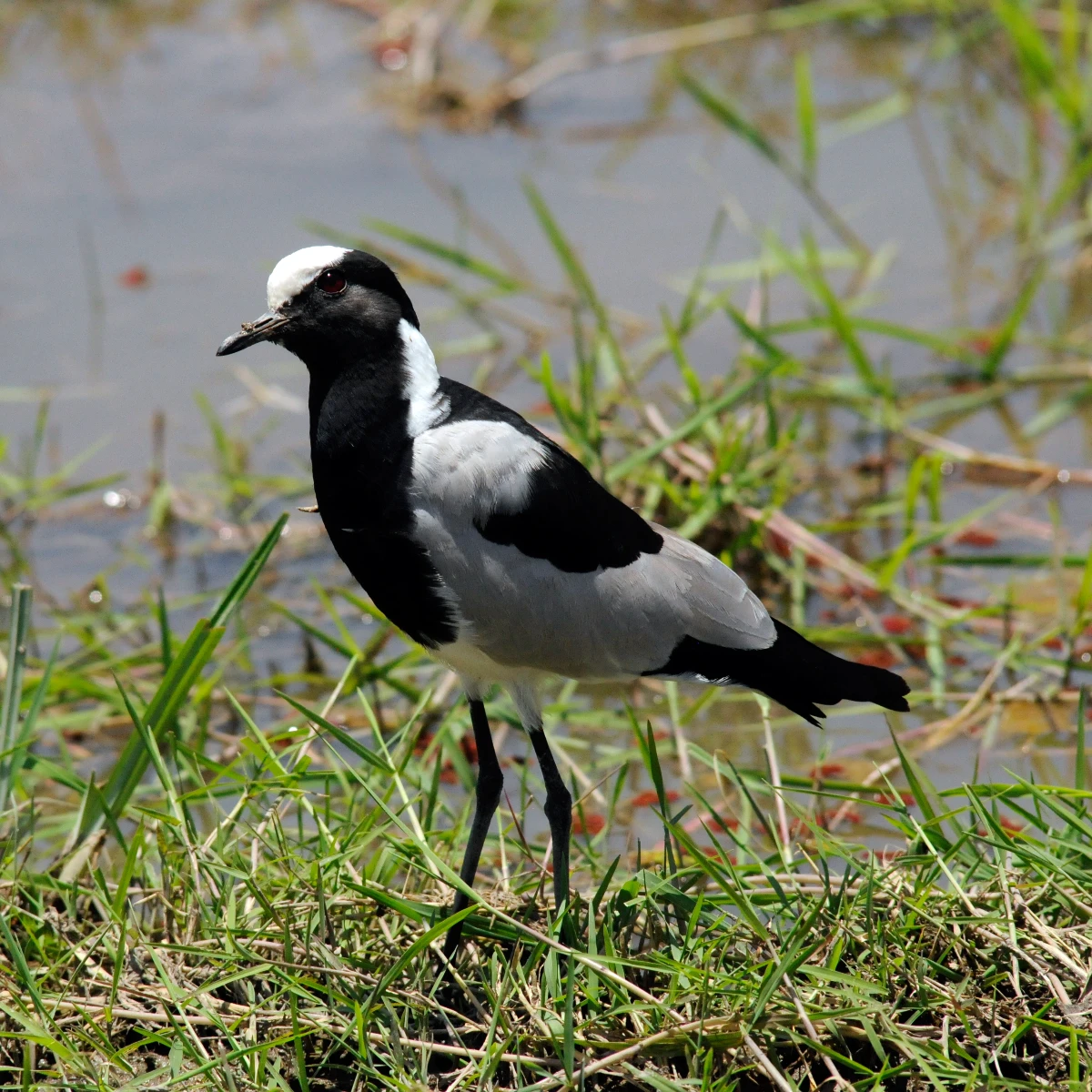 Amboseli National Park