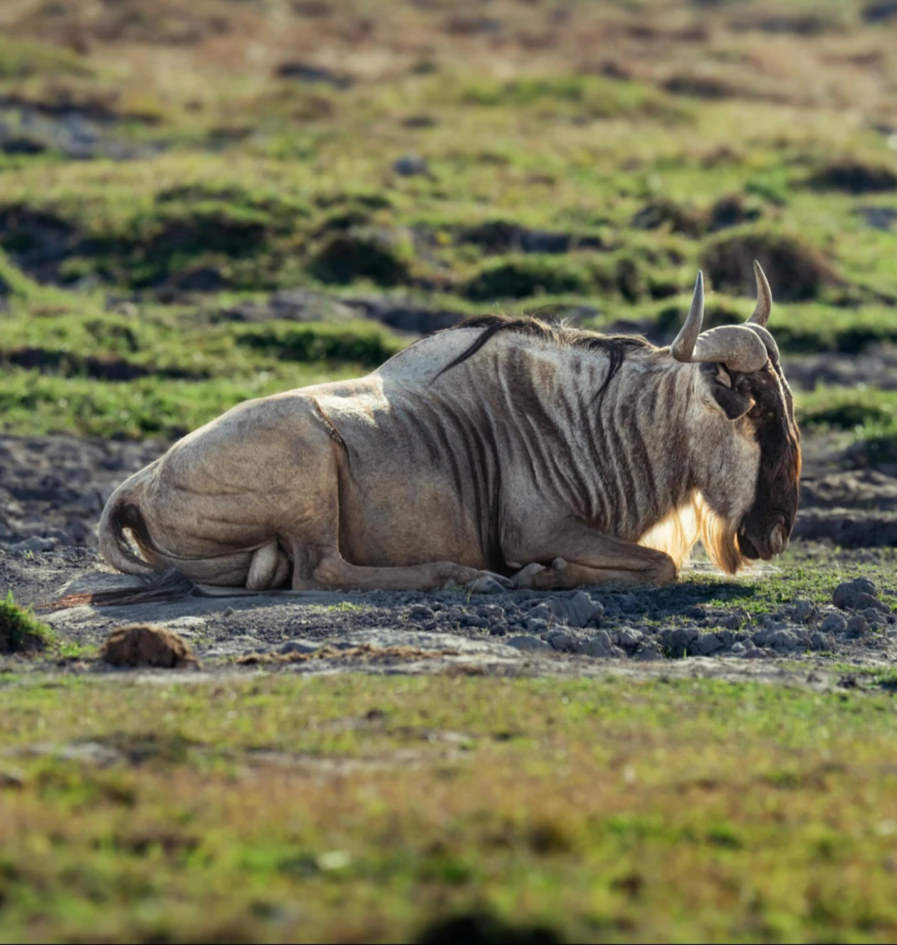 Amboseli National Park