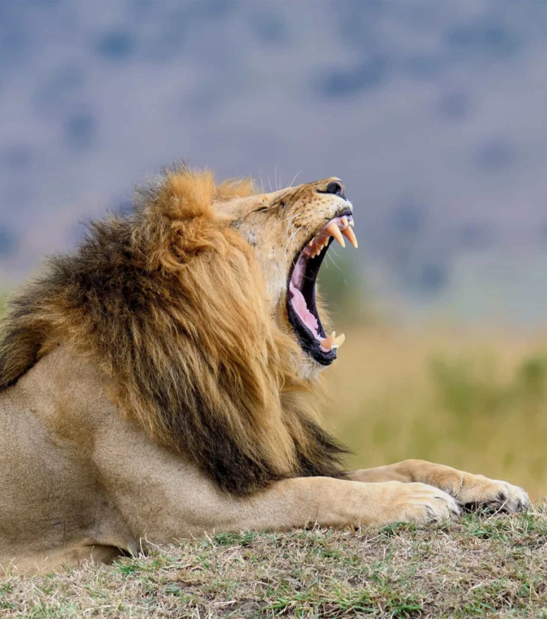 Amboseli National Park