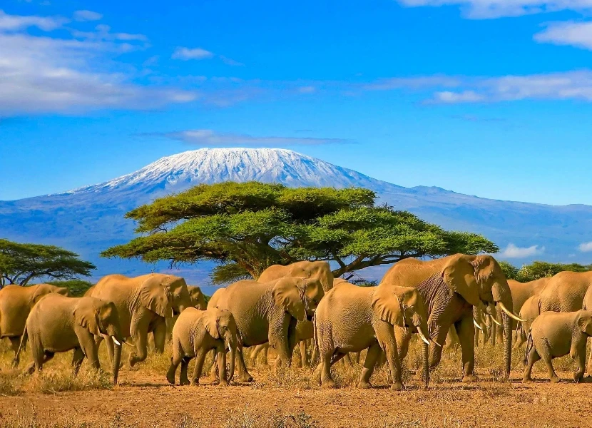 Amboseli National Park