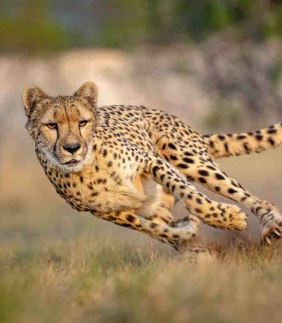 Best Time to Visit Kenya