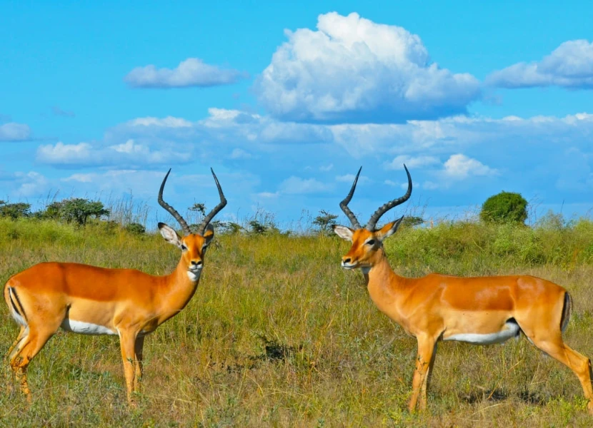 Best Time to Visit Kenya