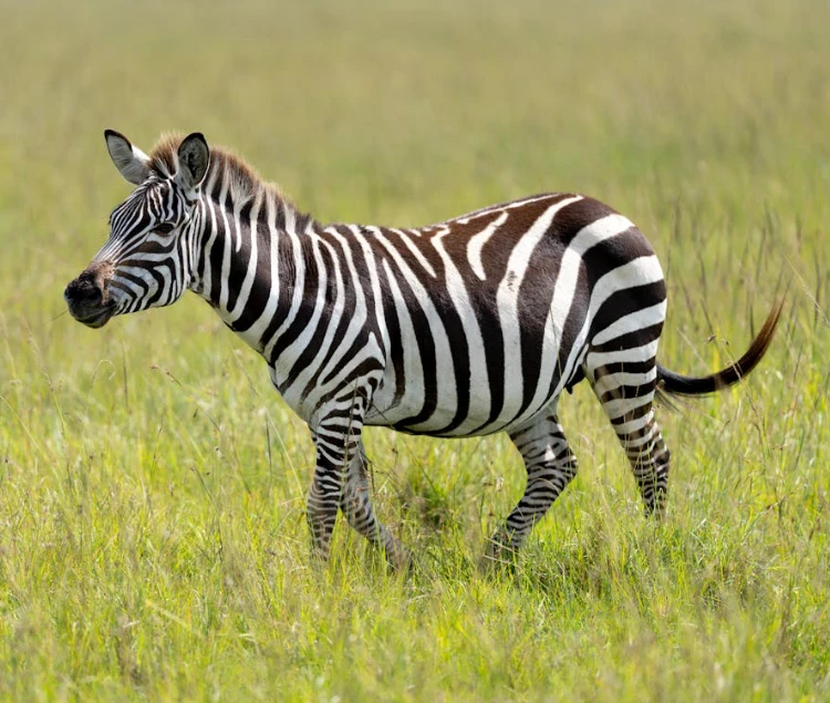 Best Time to Visit Kenya