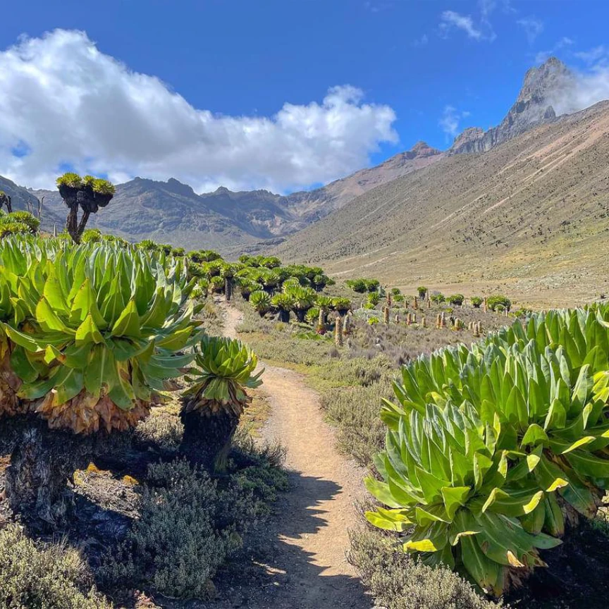 Climb Mount Kenya
