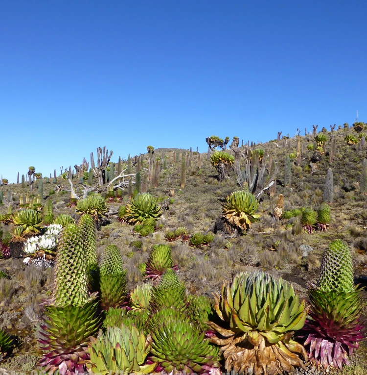 Climb Mount Kenya
