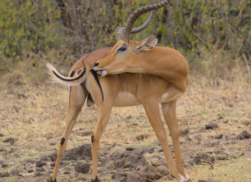 Aberdare National Park Wildlife
