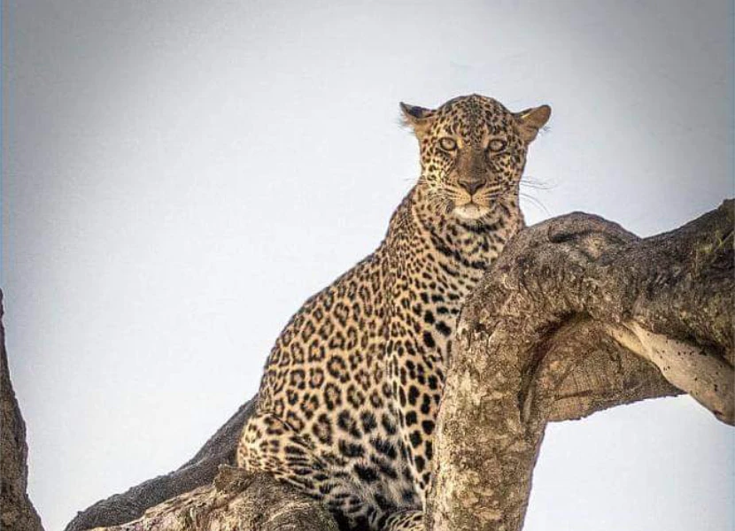 Ol Pejeta Wildlife