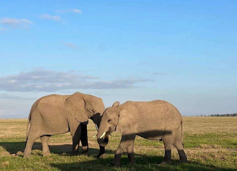 Amboseli Wildlife