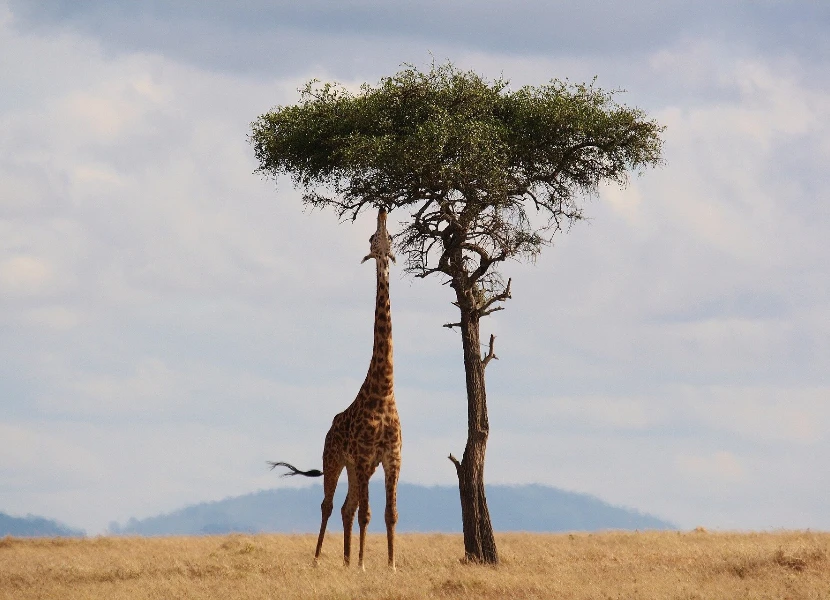 Aberdare National Park Wildlife