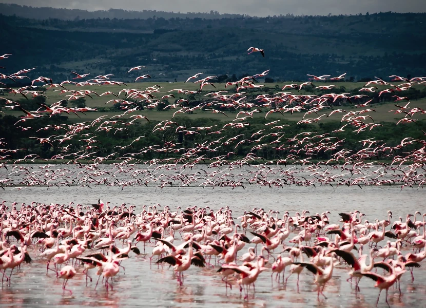 Lake Nakuru Birdlife