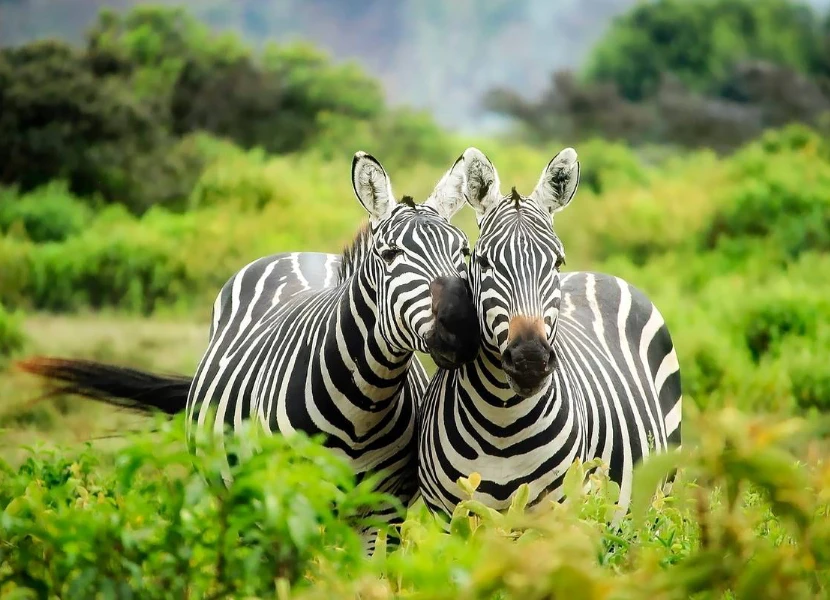 Amboseli Wildlife