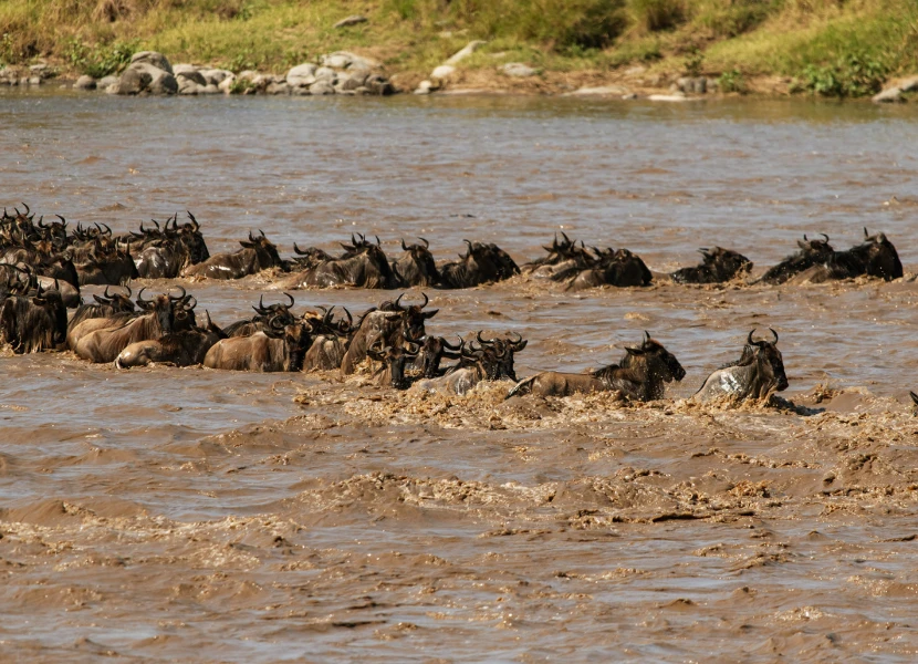 Maasai Mara Wildlife