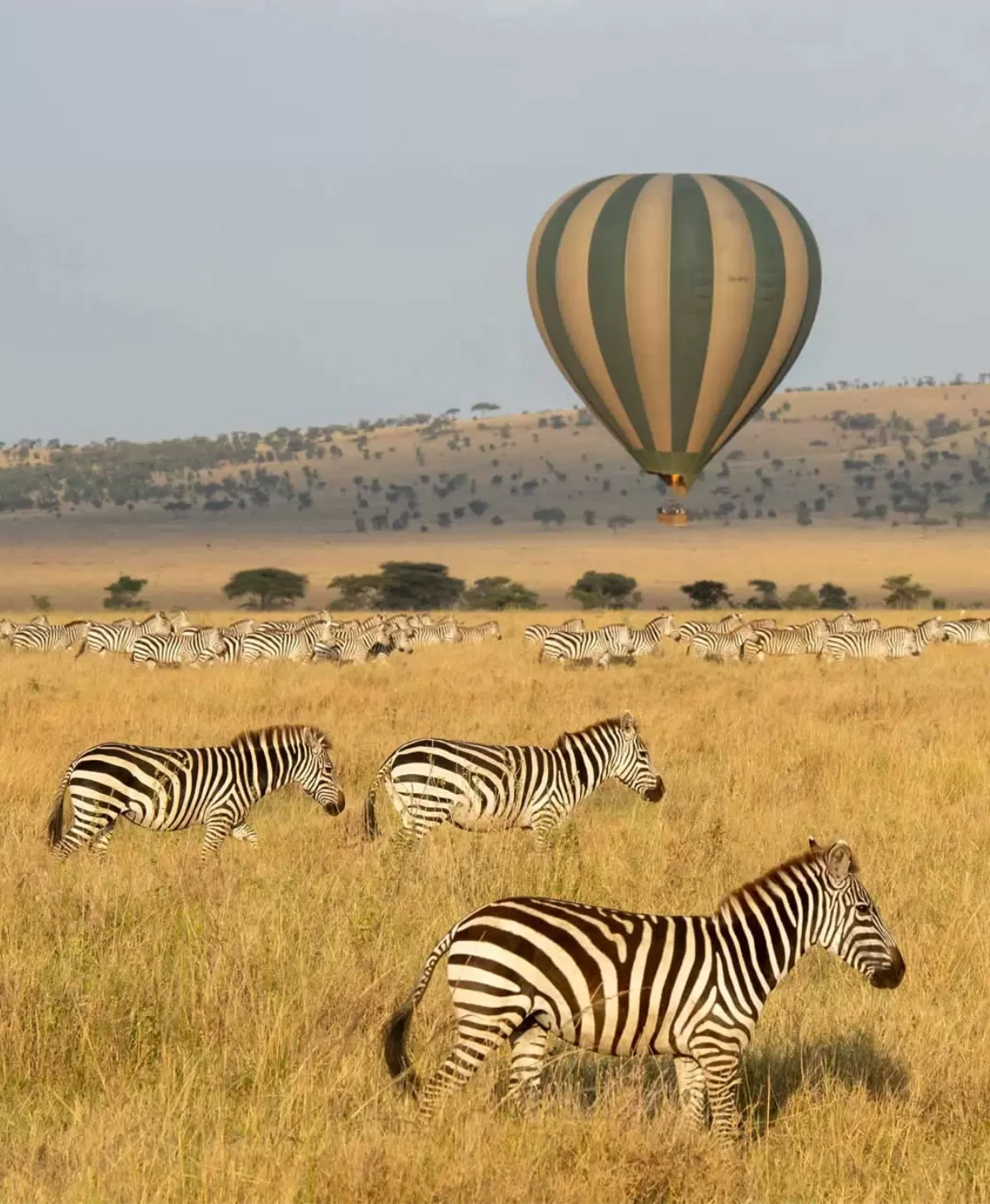 Hot Air Balloon Safari