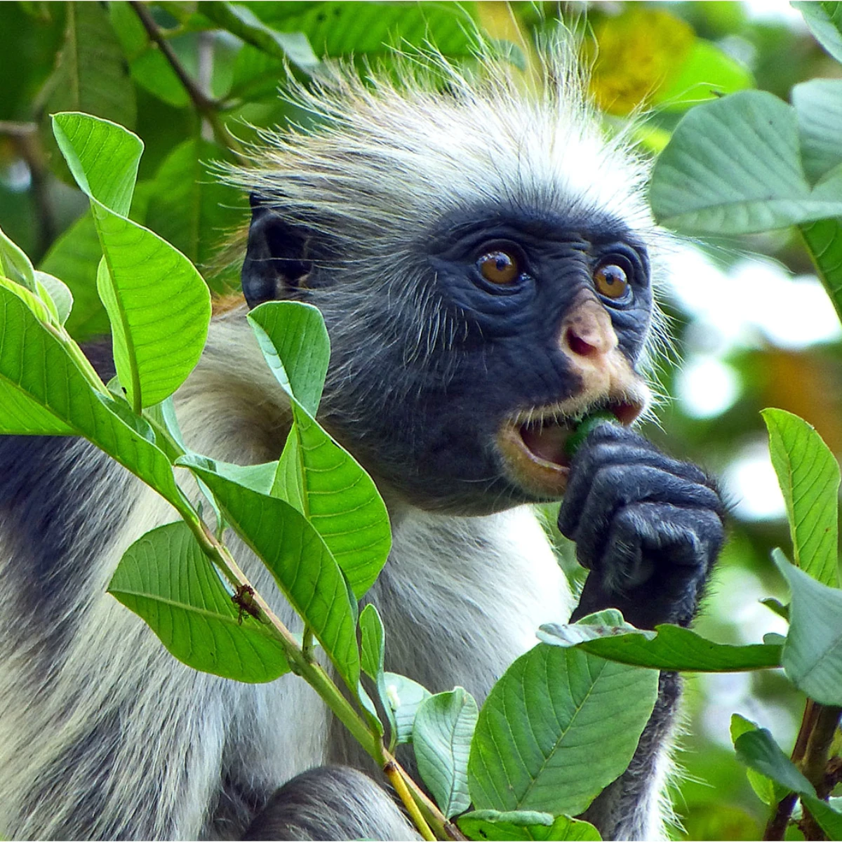 Kakamega