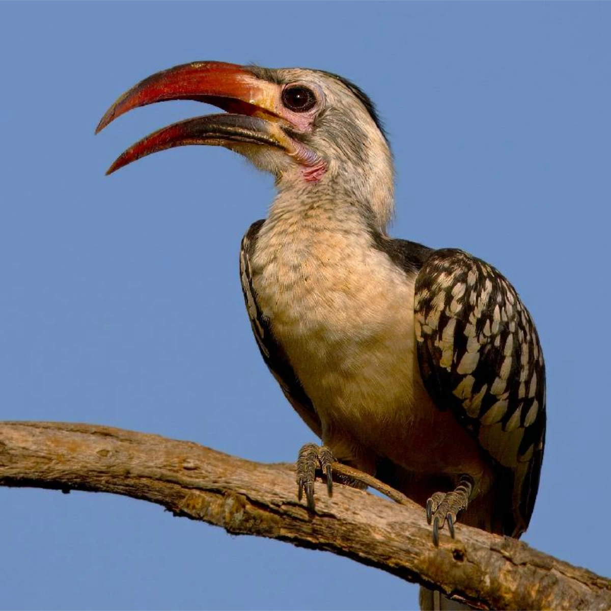 Kakamega