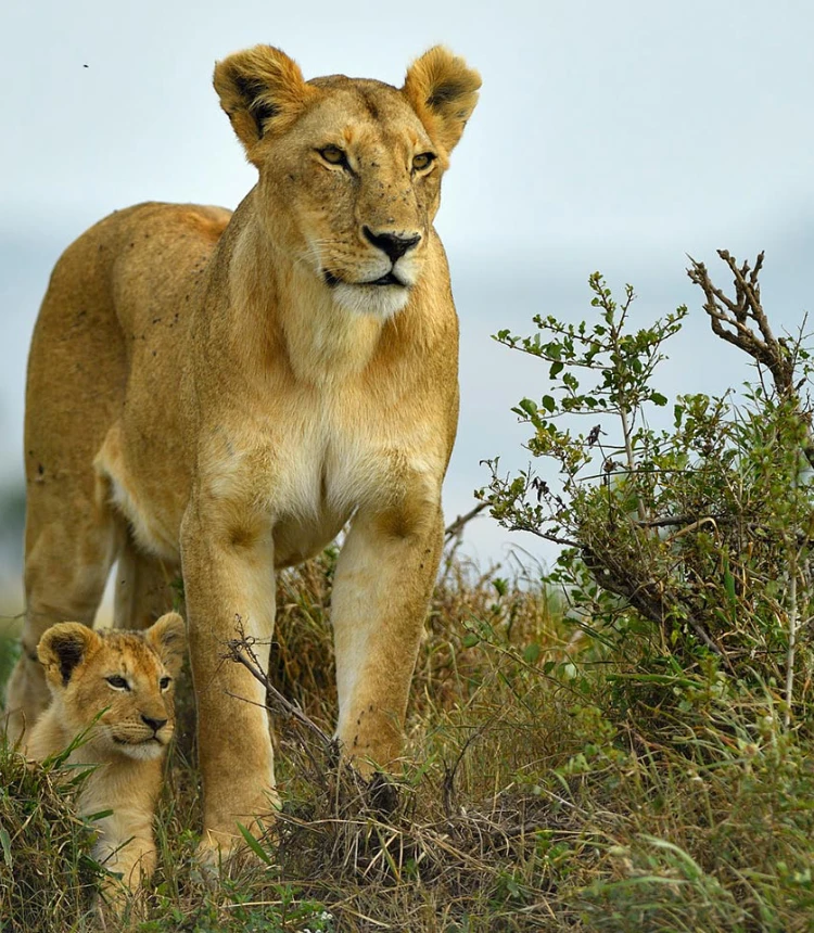 Kenya Safari Cost