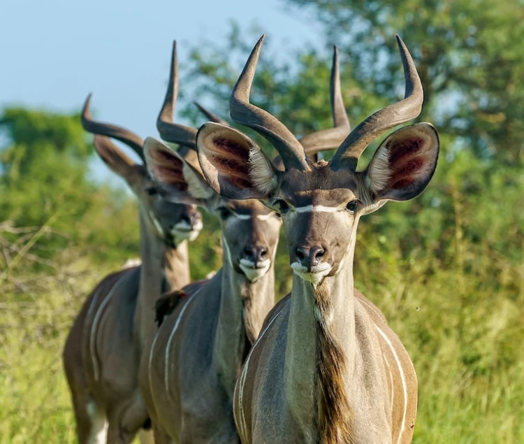 Kenya Safari Cost