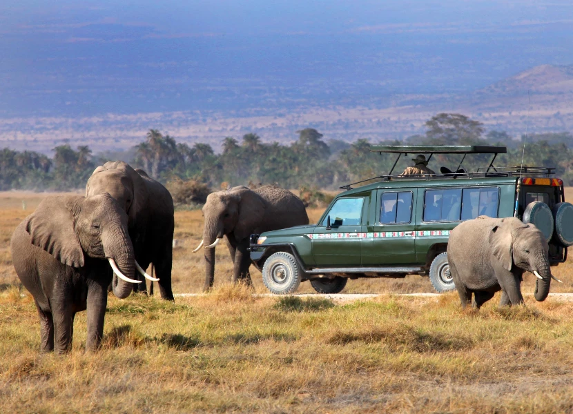 Kenya Safari Cost