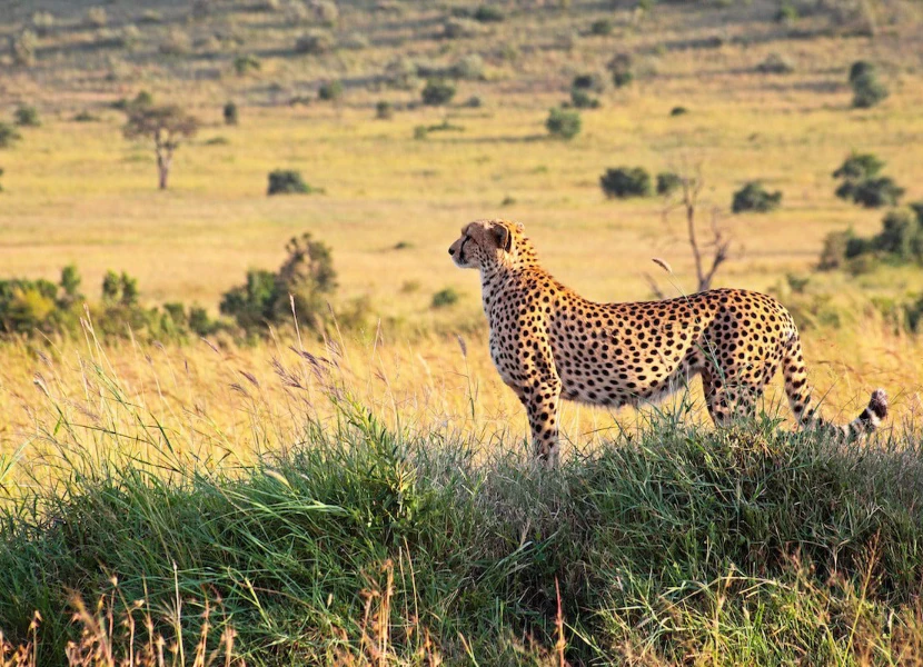 Kenya Safari FAQs