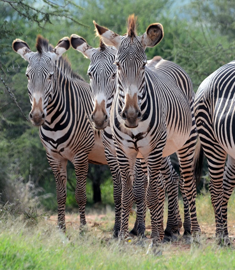 Kenya Safari Packing List