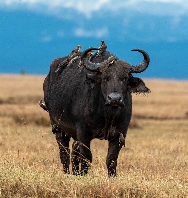 Kenya Travel Guides Wildlife