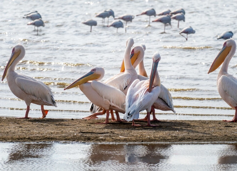 lake-nakuru-day-trip-1