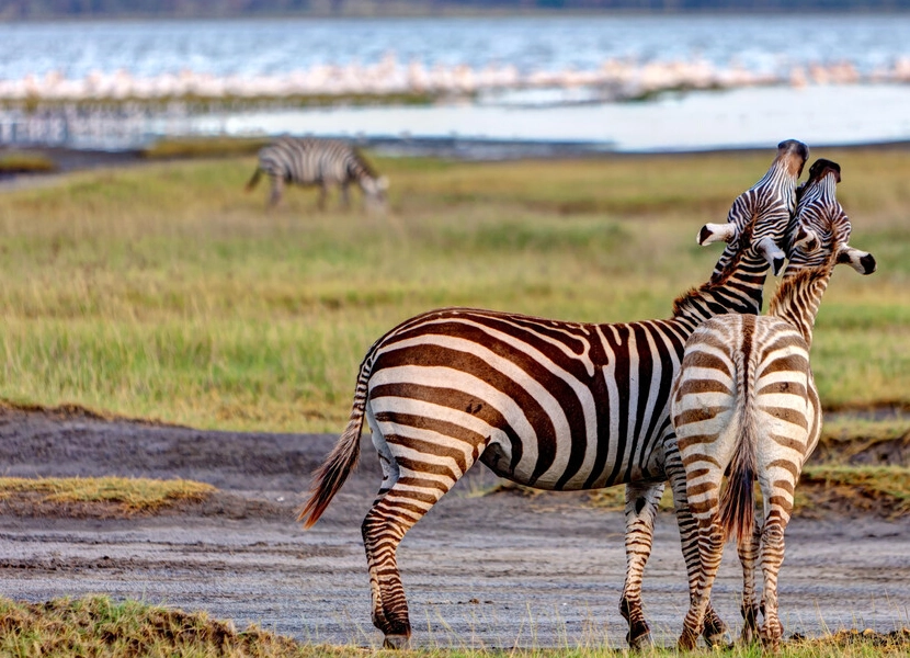 lake-nakuru-day-trip-3
