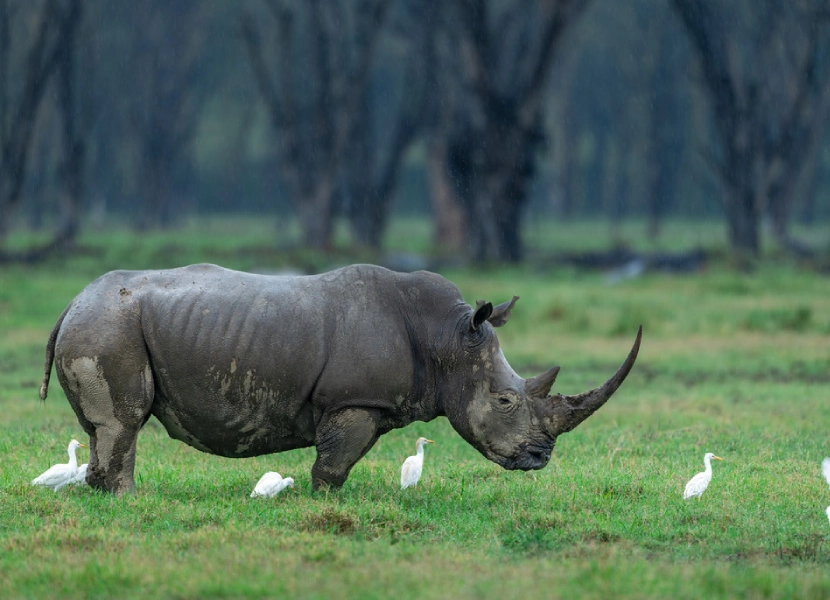 lake-nakuru-day-trip-4