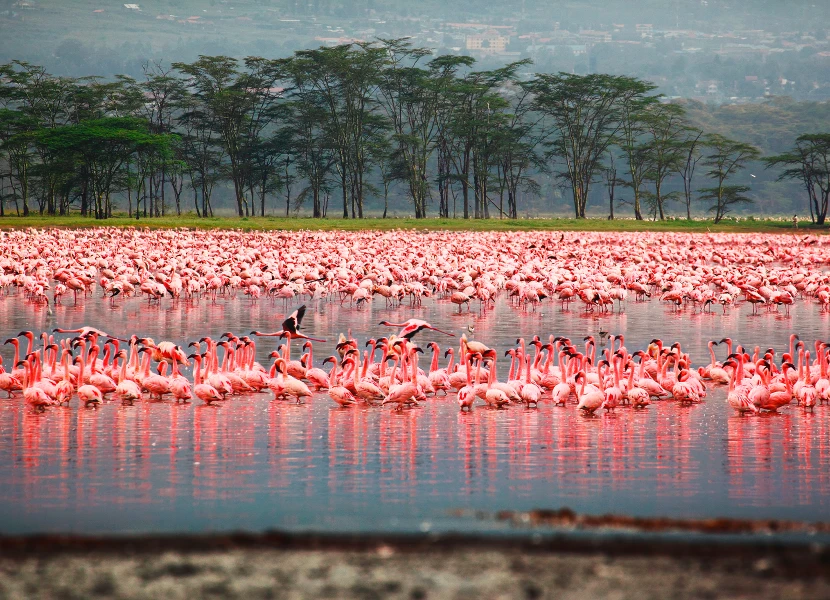 Lake Nakuru National Park