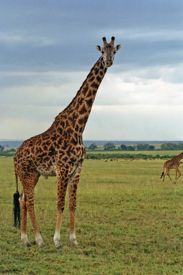 Maasai Mara National Reserve