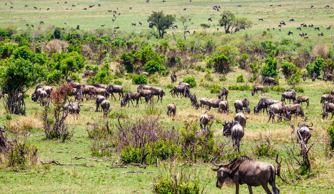 Maasai Mara National Reserve