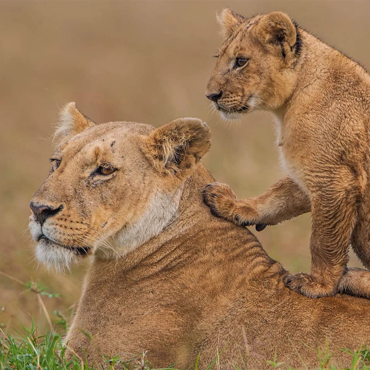 Maasai Mara National Reserve