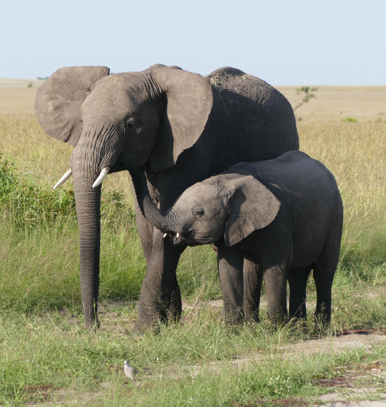 Maasai Mara National Reserve