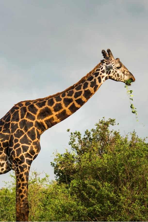 Meru National Park