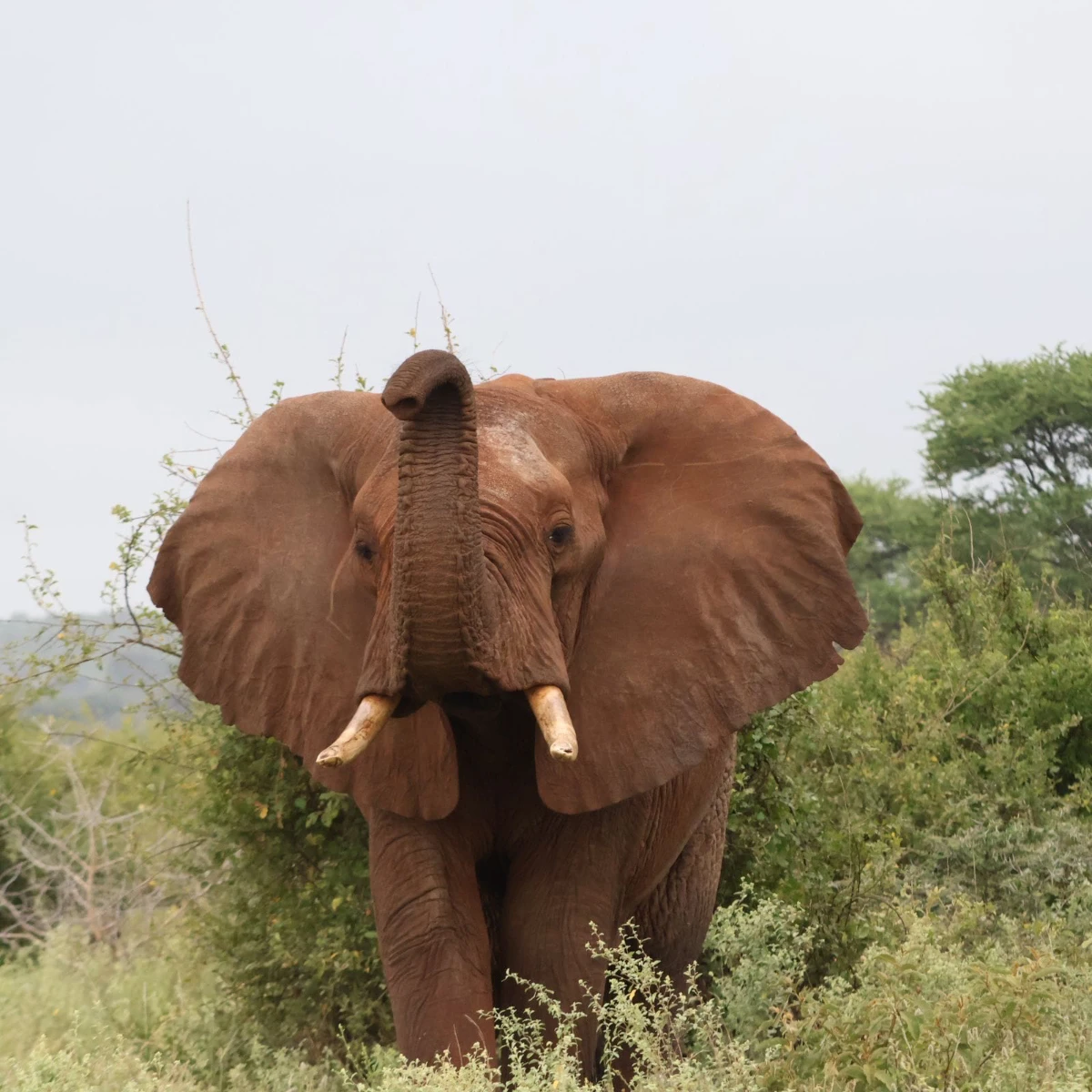 Meru National Park