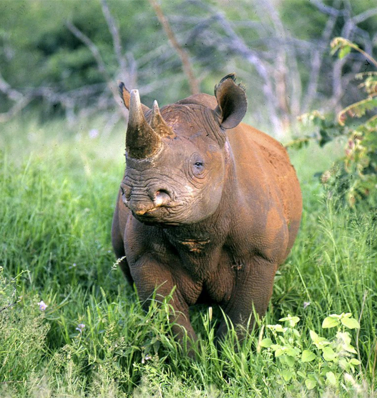 Meru National Park