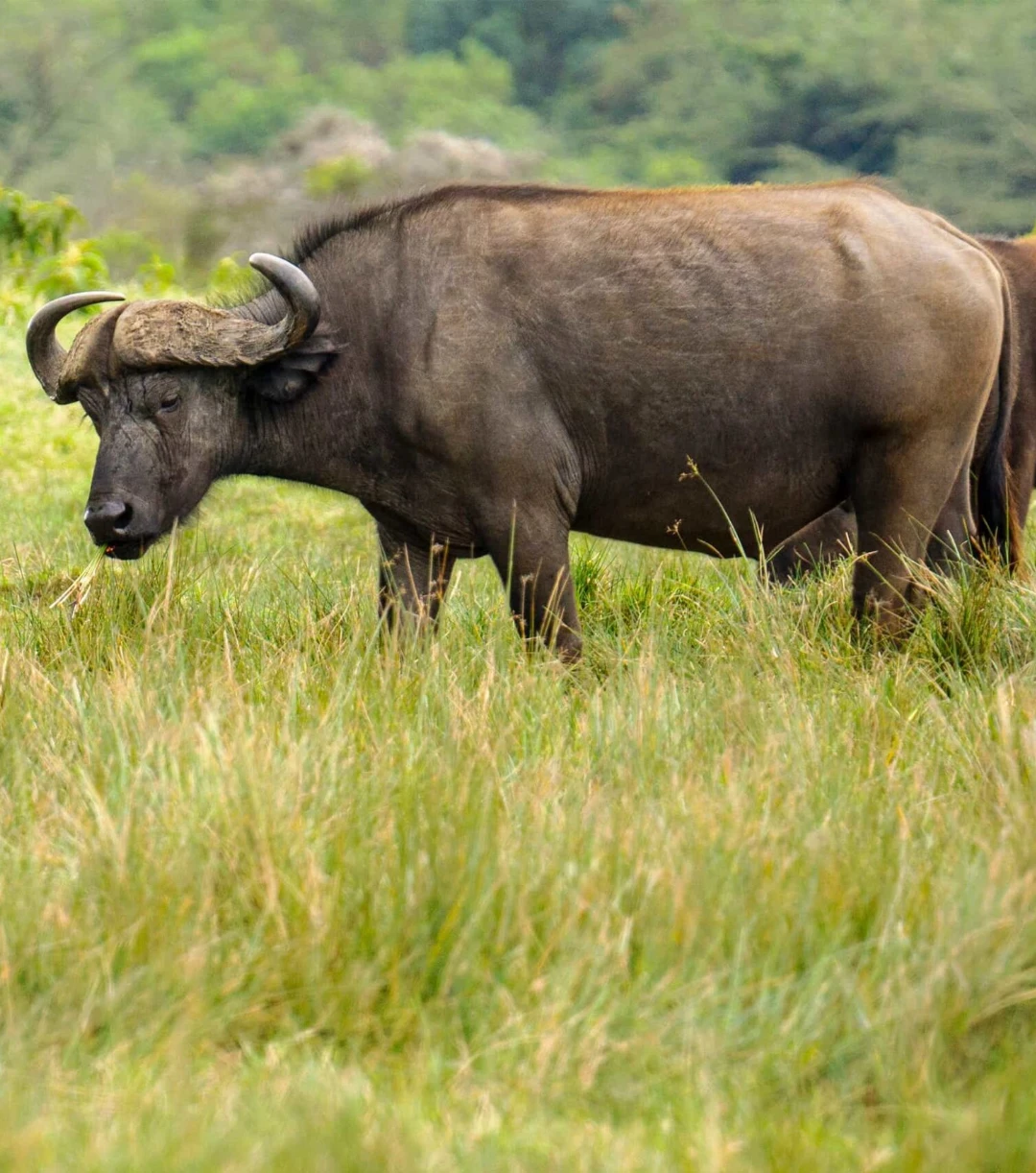 Meru National Park