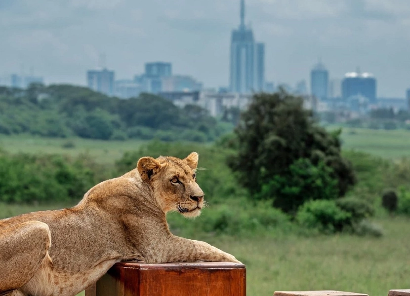 nairobi-full-day-tour-1
