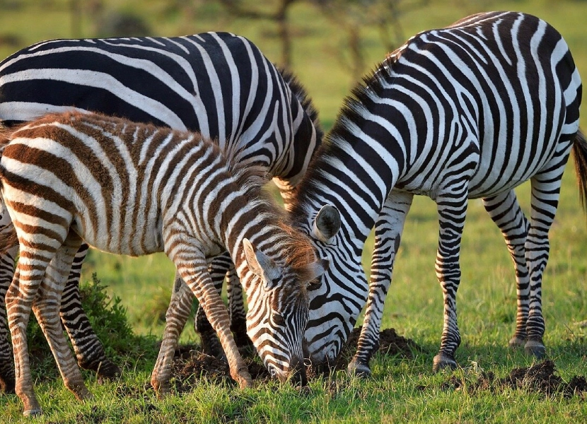 nairobi-full-day-tour-2