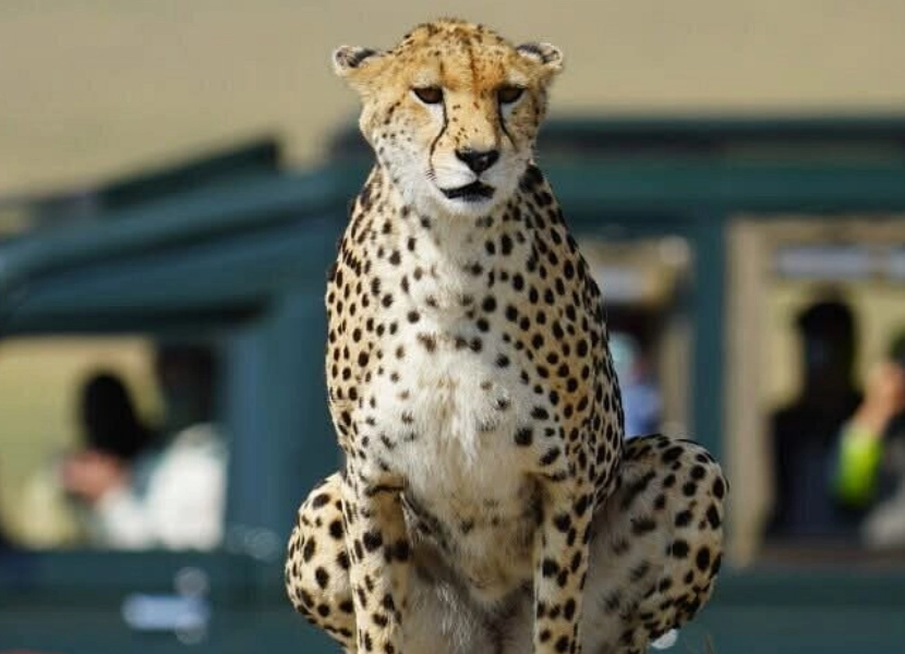 nairobi-full-day-tour-4