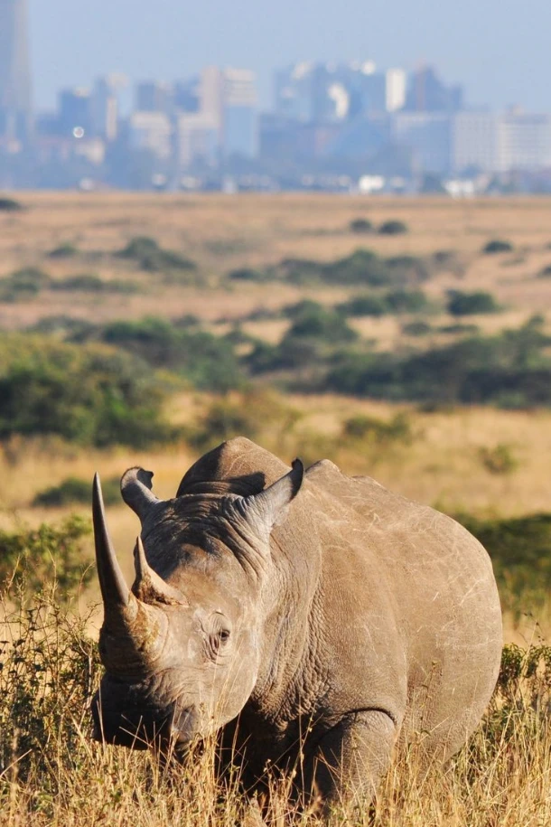 Nairobi National Park