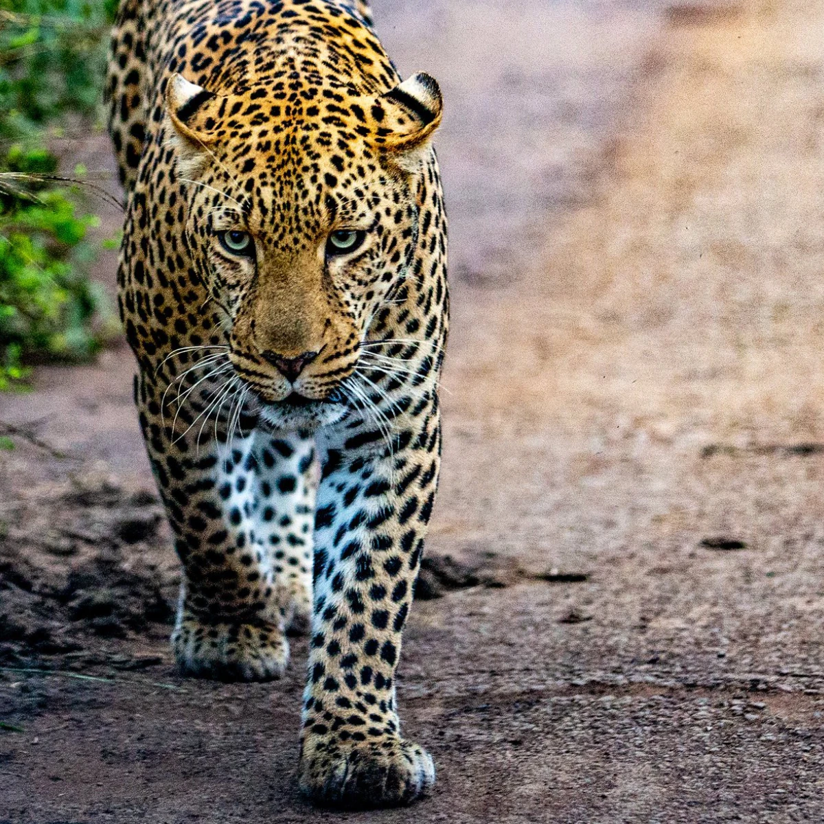 Nairobi National Park