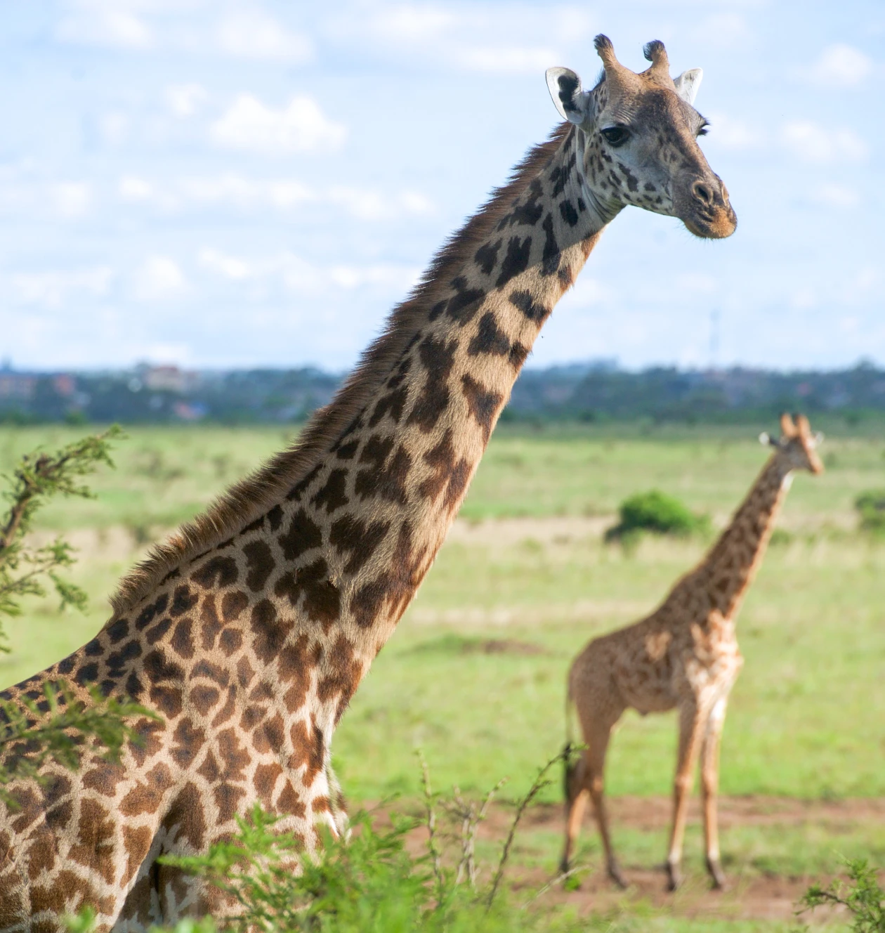 Nairobi National Park