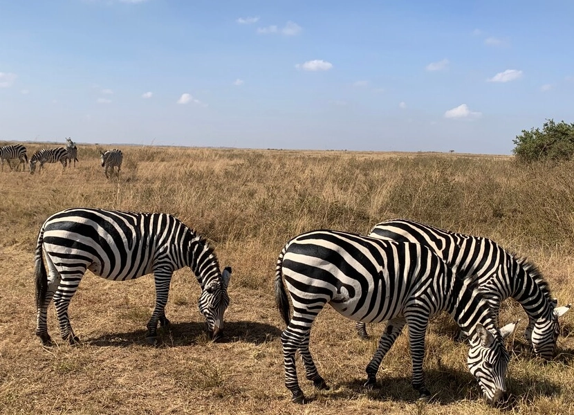 nairobi-national-park-day-tour-1