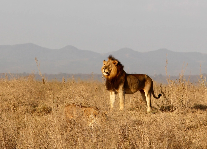 nairobi-national-park-day-tour-2