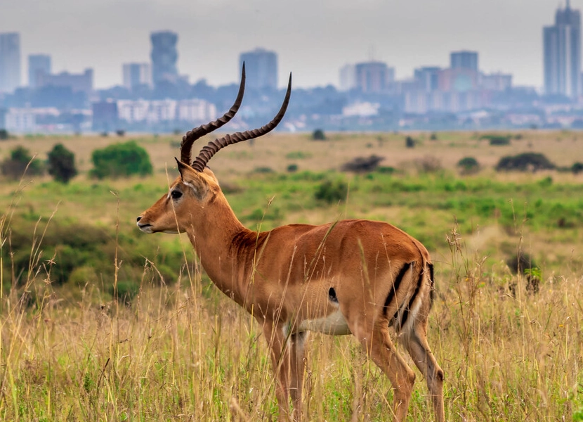 nairobi-national-park-day-tour-4