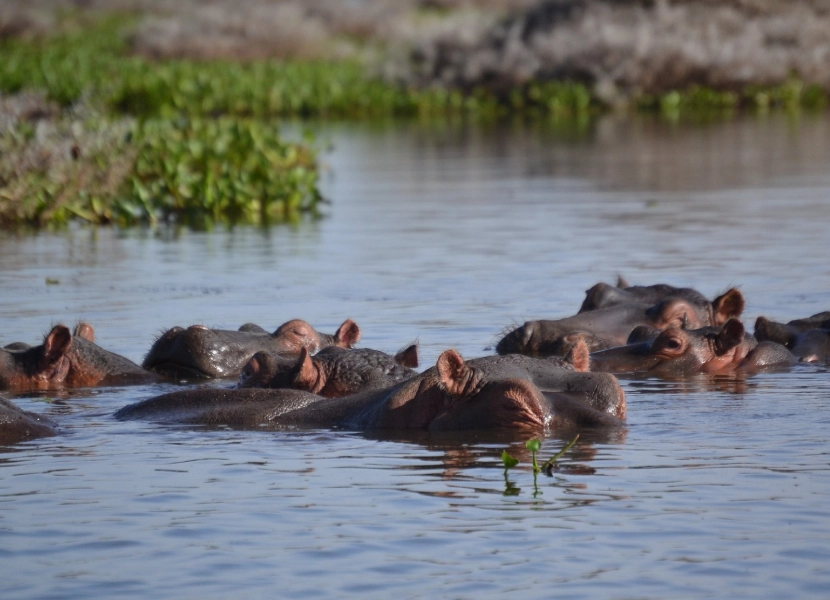 naivasha-full-day-tour-1